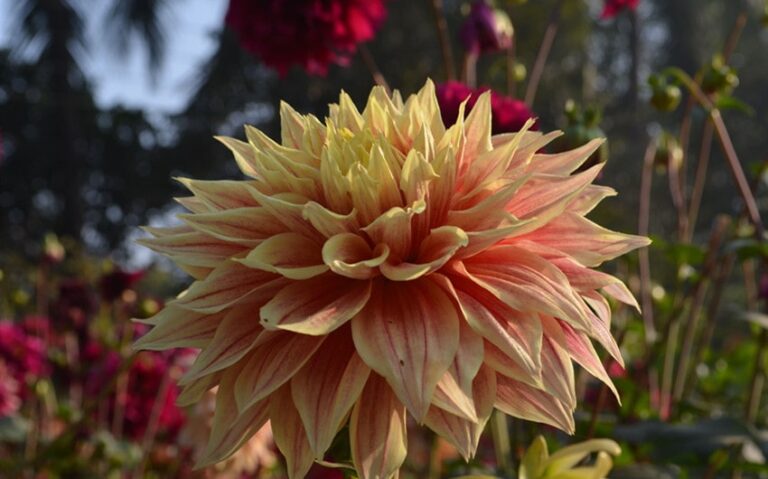 Japanese Names That Mean Flower and the Grace They Bring to Life