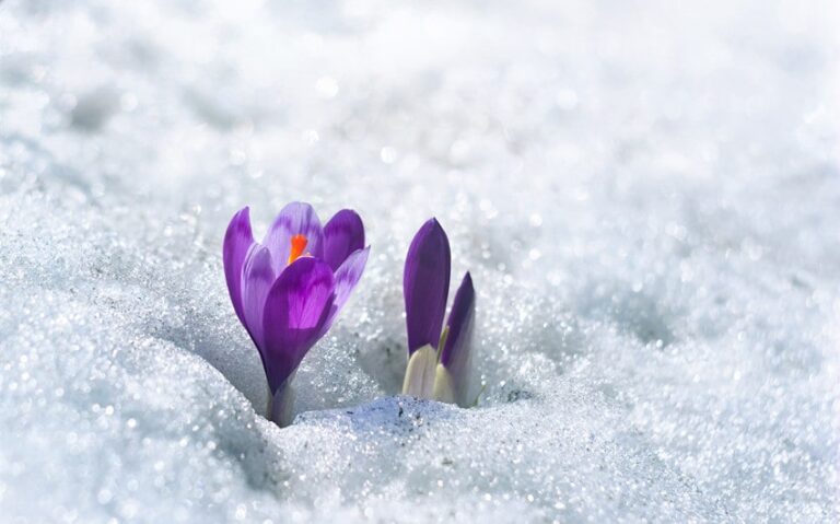 Japanese Names That Mean Snow and the Peaceful Beauty They Reflect